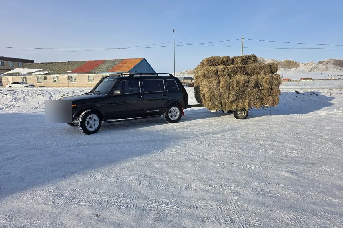 Чёрная пятидверная Нива 2131 с прицепом, гружённым сеном, на снежной площадке
