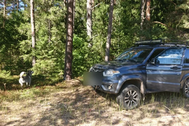УАЗ Патриот на шинах Roadcruza в сосновом лесу